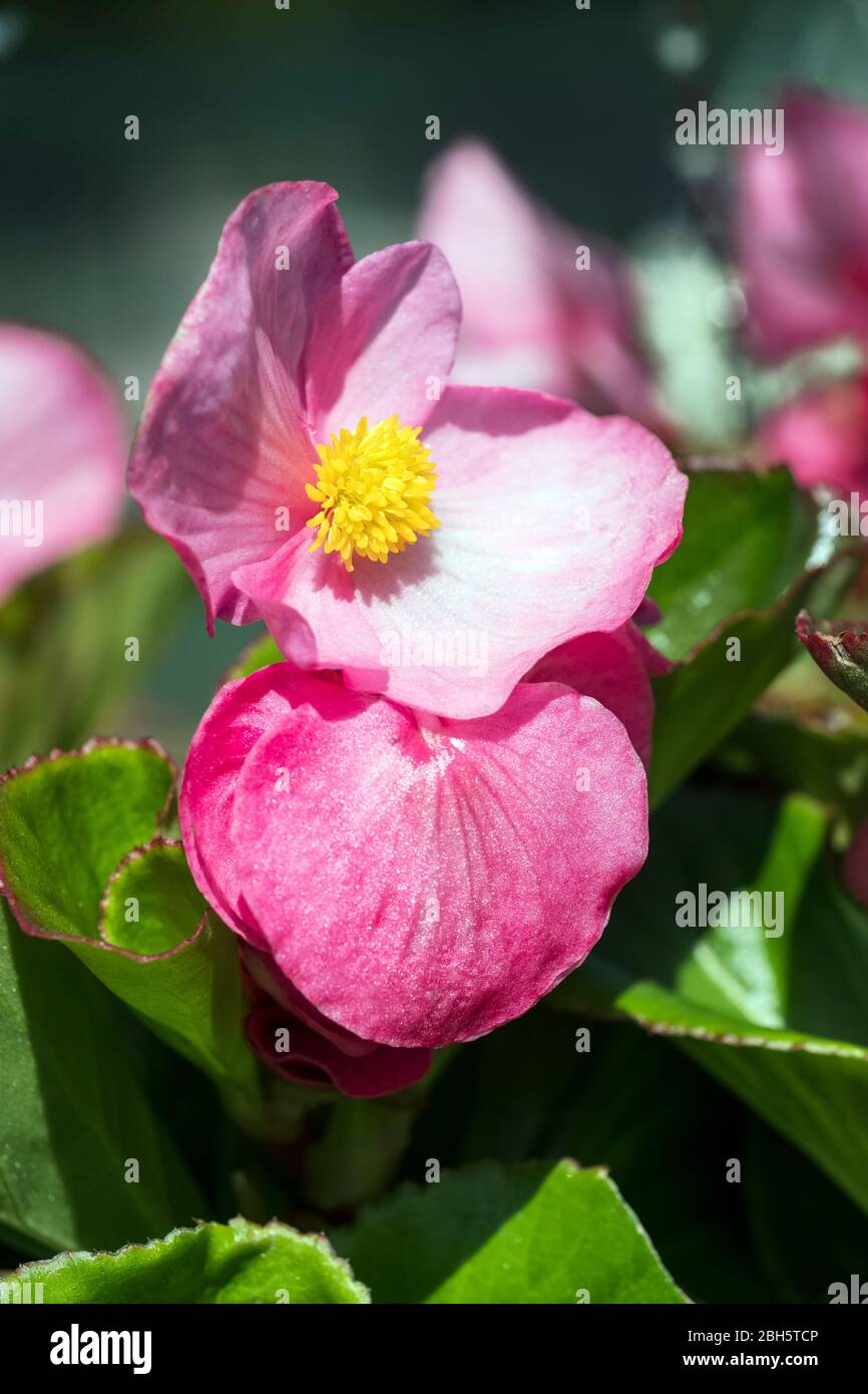 begonia ibrido tophat rosa. Tophat Pink' Begonia Foto Stock