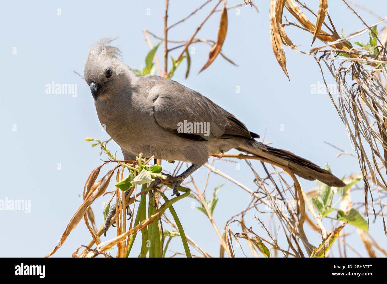 Uccelli grigi, Lario o loerie, Corythaixoides Concolor, Etosha National Park, Namibia, Africa Foto Stock