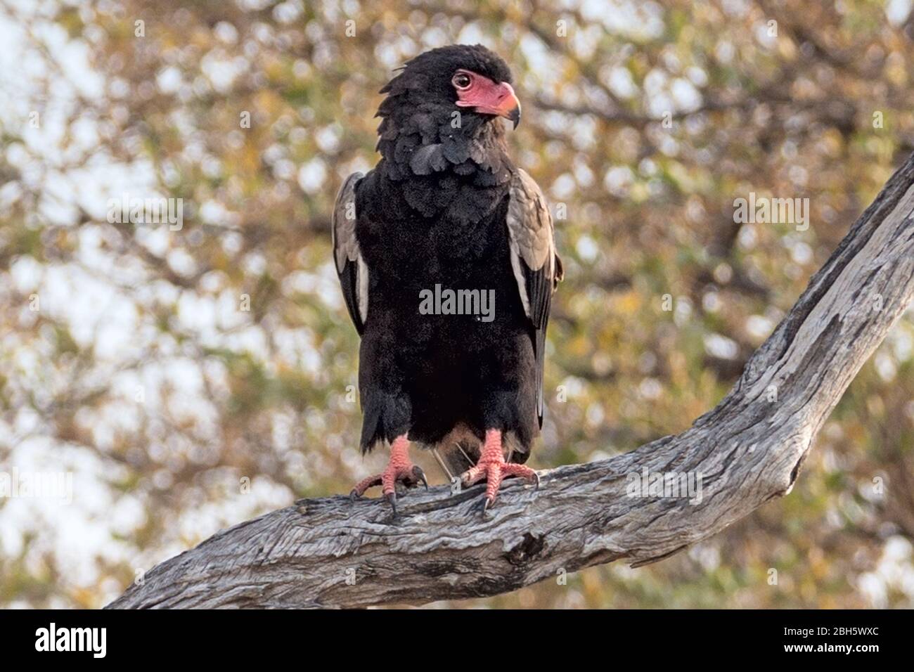 Bateleur aka aquila a coda corta, Terathopius ecaudatus, Buffalo Game Park aka Bwabwata National Park, Caprivi Strip, Namibia, Africa Foto Stock