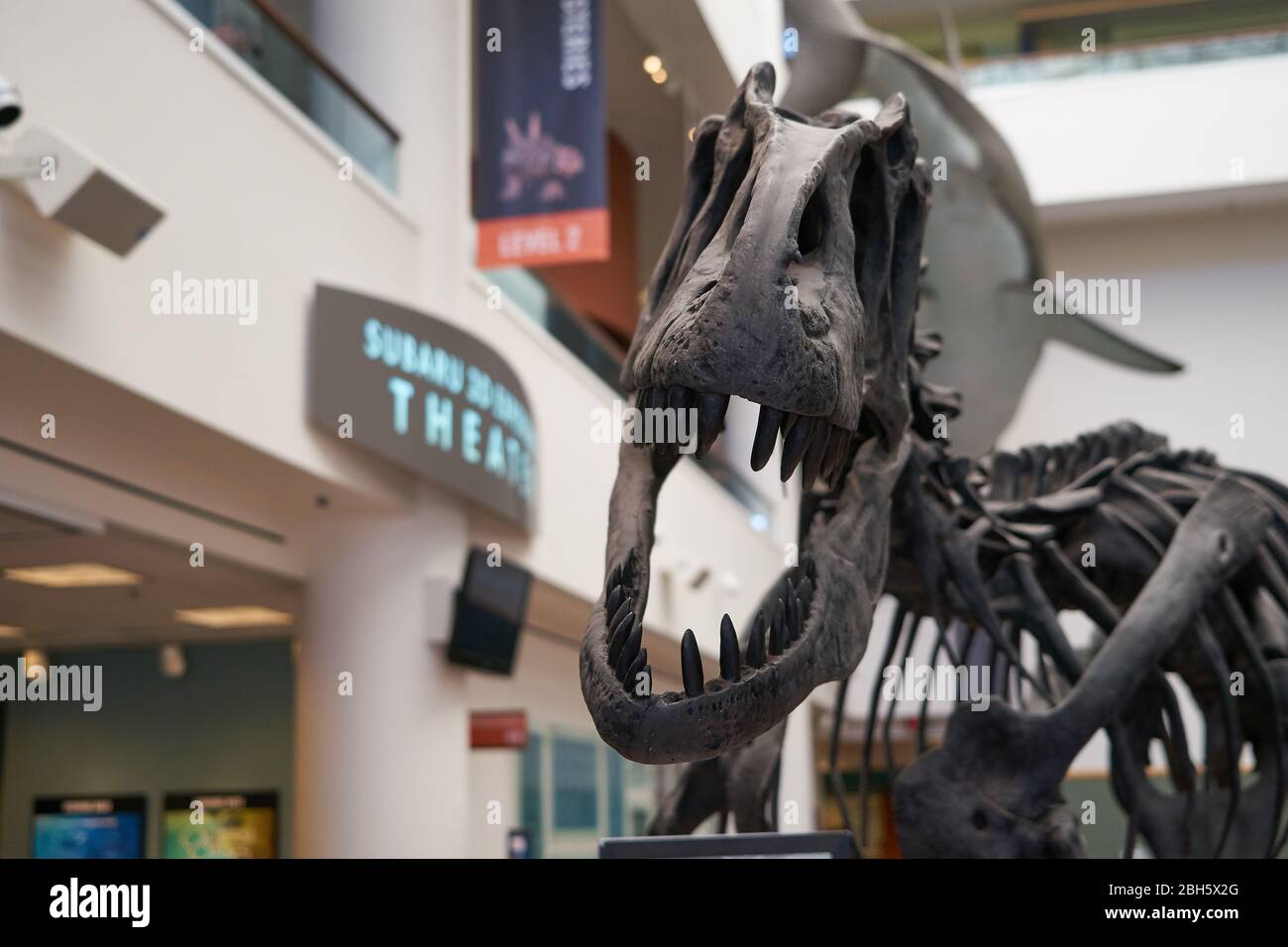 Uno scheletro T-Rex in mostra al Museo di Storia Naturale di San Diego nel Parco Balboa. Foto Stock