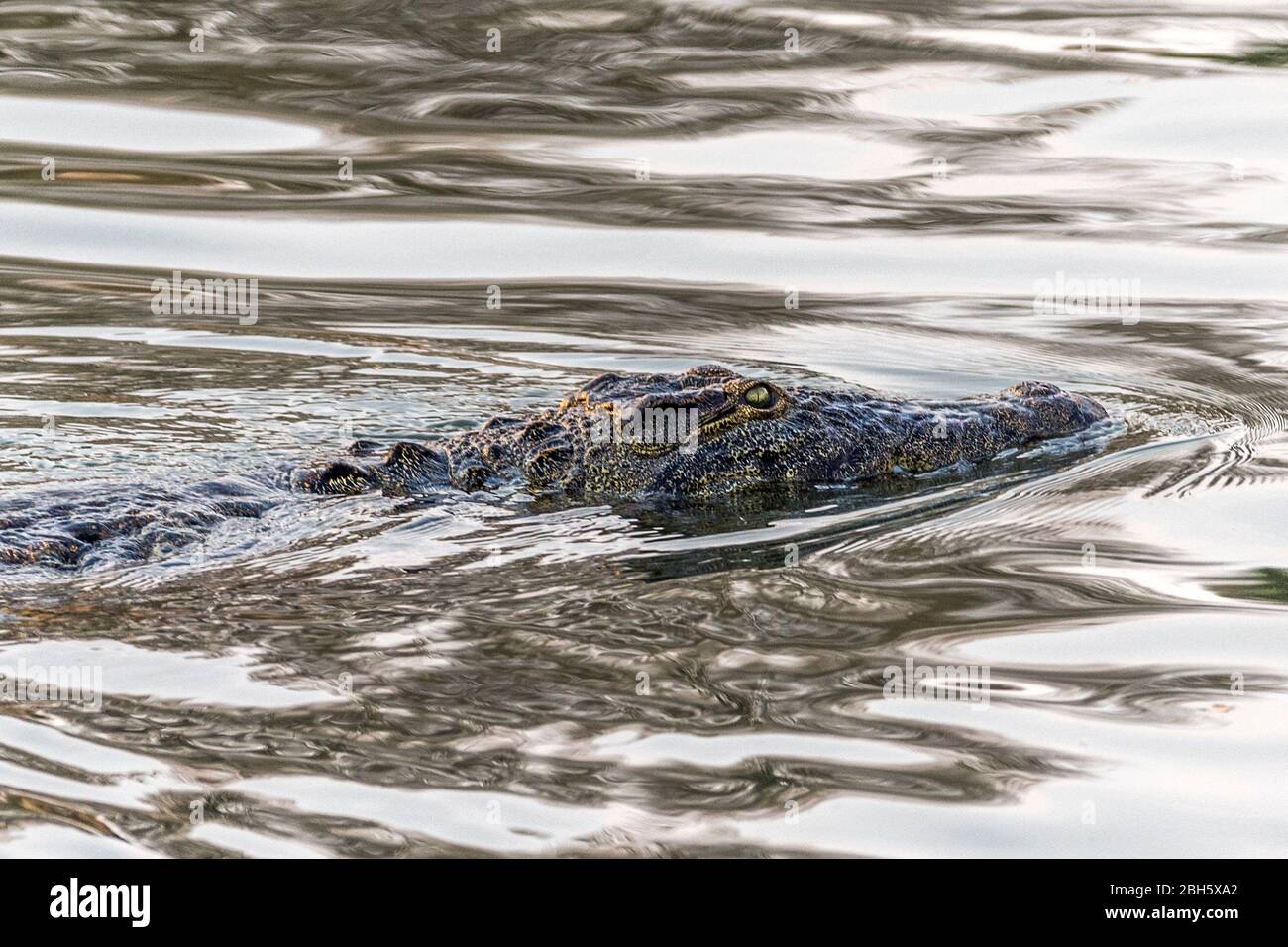 Coccodrillo del Nilo, coccodrillo niloticus, fiume Okovango, striscia di Caprivi, Namibia, Africa Foto Stock