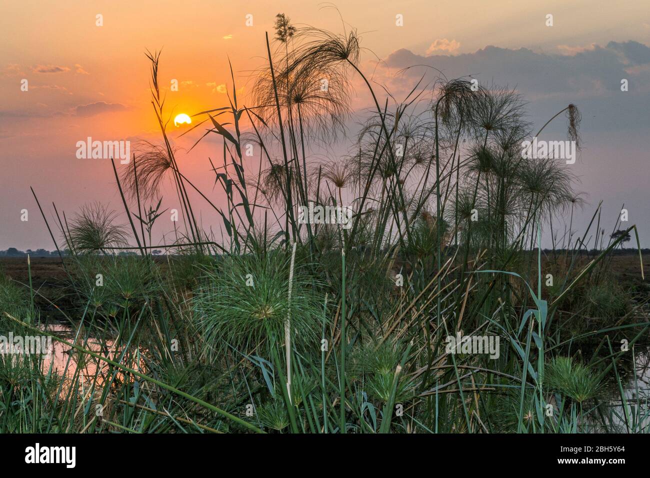 Paesaggio del tramonto, Parco Nazionale Nkasa Rupara (Mamili), striscia Caprivi, Namibia, Africa Foto Stock