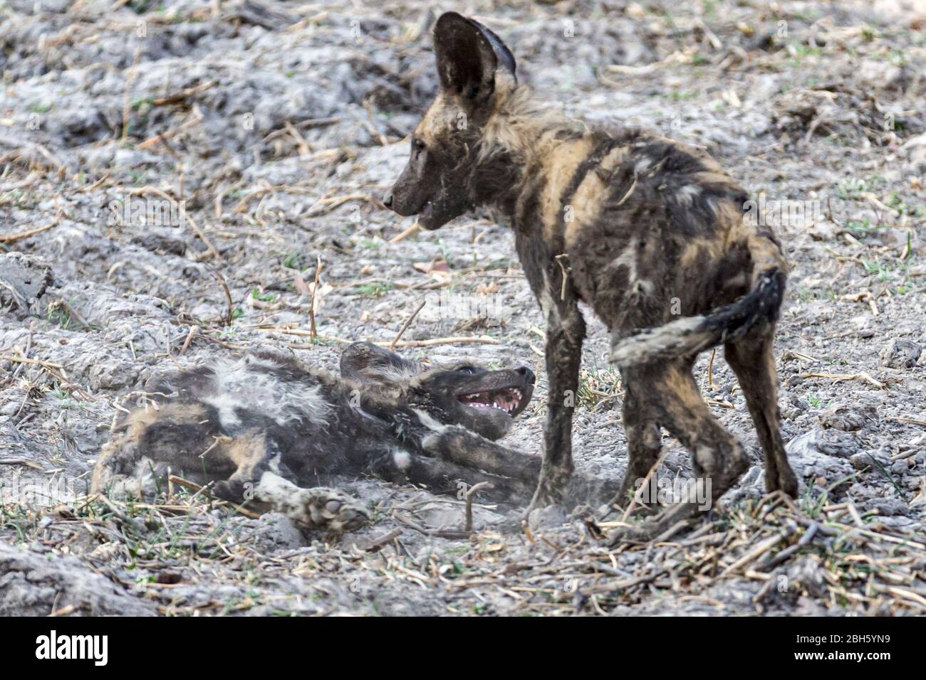 Cuccioli che giocano, fango coperto Africa selvaggia aka Painted Dogs, da Waterhole, Nanzhila Plains, Kafue National Park, Zambia, Africa Foto Stock