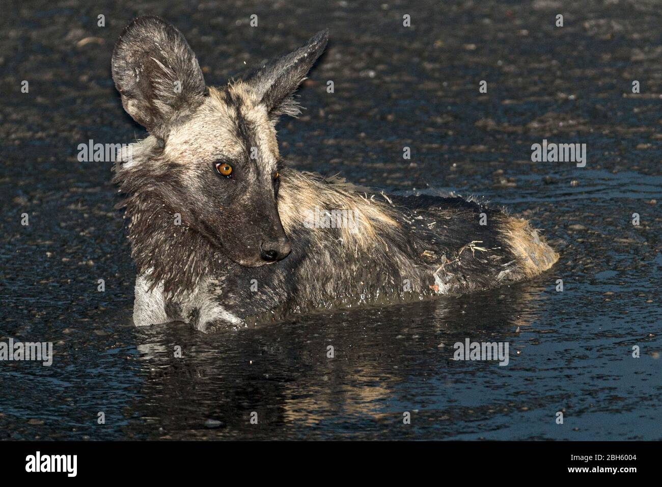 Rinfrescarsi in fangosa, fango coperto Africa selvaggia aka cani dipinti, da pozzi d'acqua, Nanzhila pianure, Kafue Parco Nazionale, Zambia, Africa Foto Stock