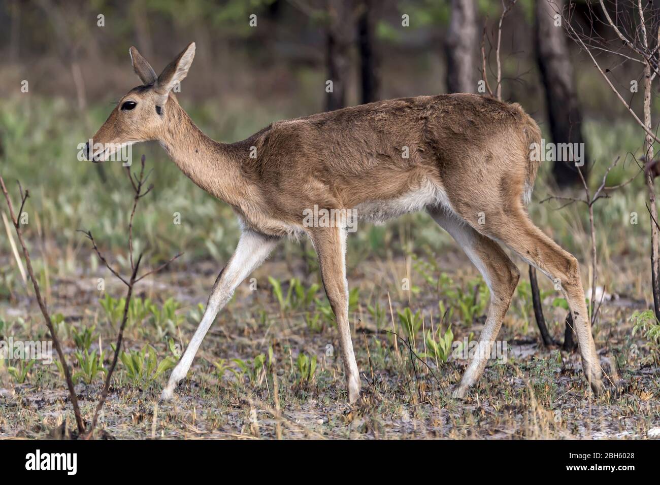 Reedbuck femminile, Nanzhila pianure, Parco Nazionale di Kafue, Zambia, Africa Foto Stock