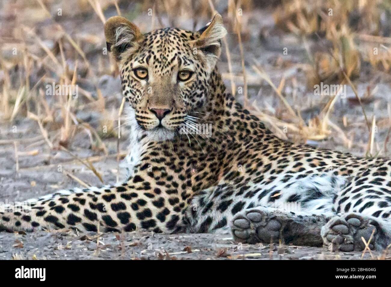 Maschio di Leopard, circa 2yo, Nanzhila pianure, Parco Nazionale di Kafue, Zambia, Africa Foto Stock