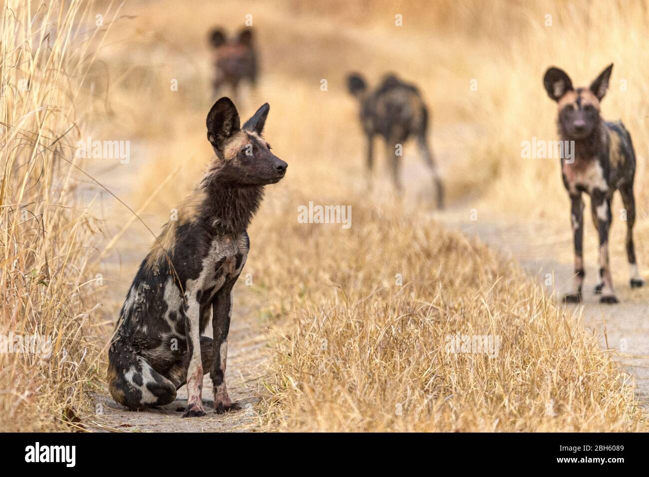 Cani selvatici africani aka cani dipinti, Nanzhila pianure, Parco Nazionale di Kafue, Zambia, Africa Foto Stock
