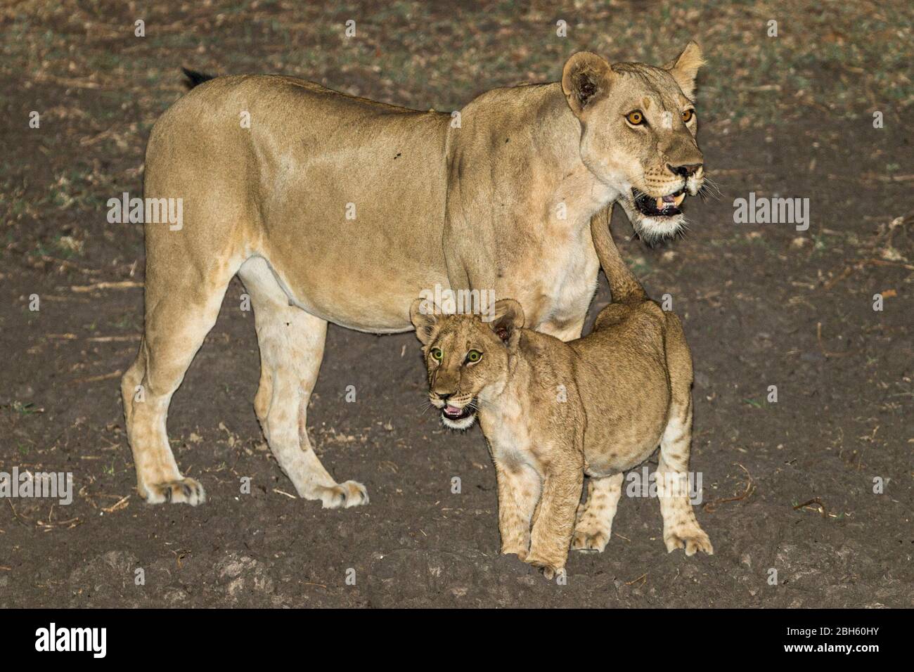 Leoness con il suo cub al crepuscolo, fiume asciutto, Nanzhila Plains, Parco Nazionale di Kafue, Zambia, Africa Foto Stock