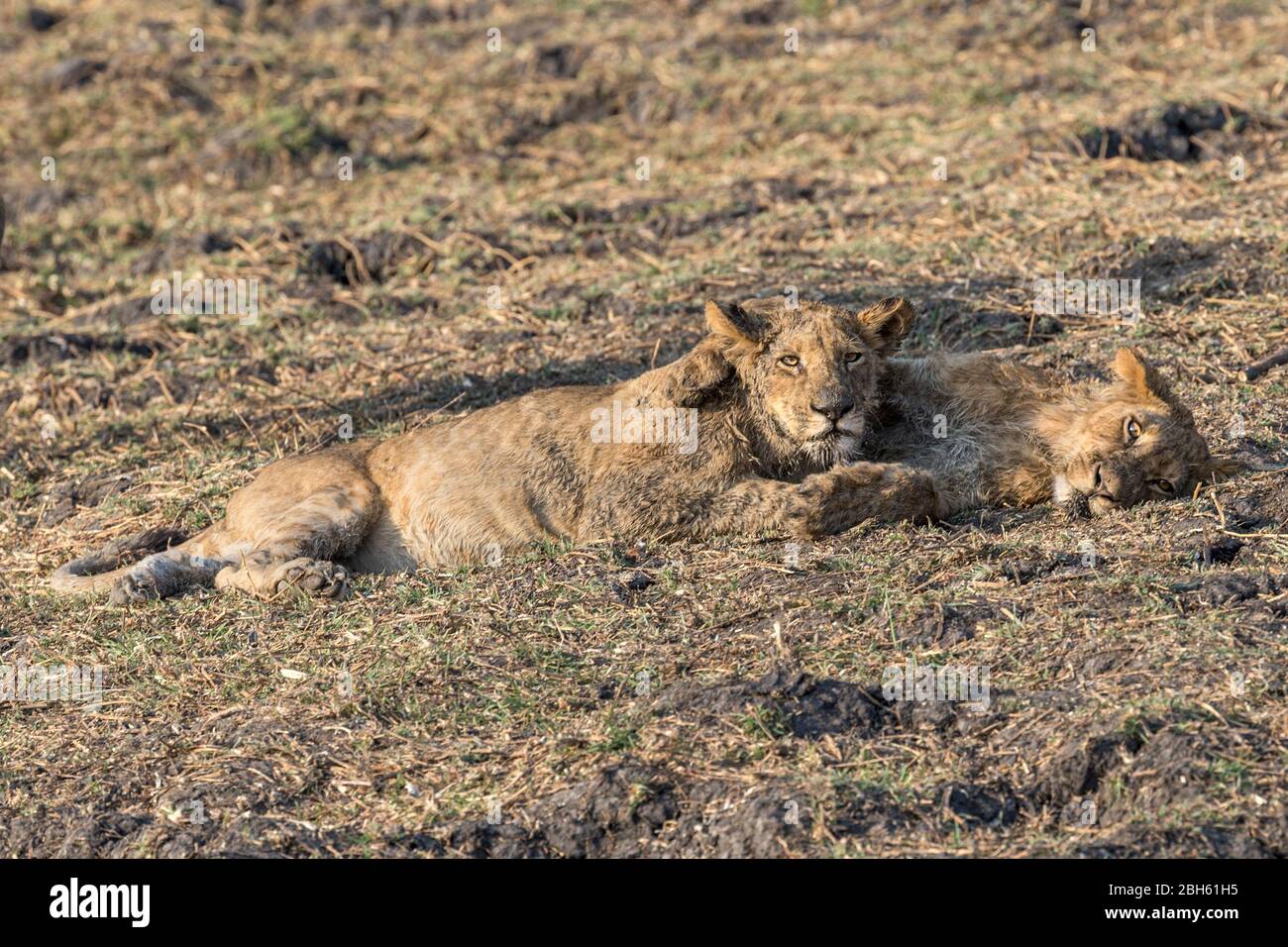 Affetto tra giovani Lions, crepuscolo, fiume Kafue, Parco Nazionale di Kafue, Zambia, Africa Foto Stock