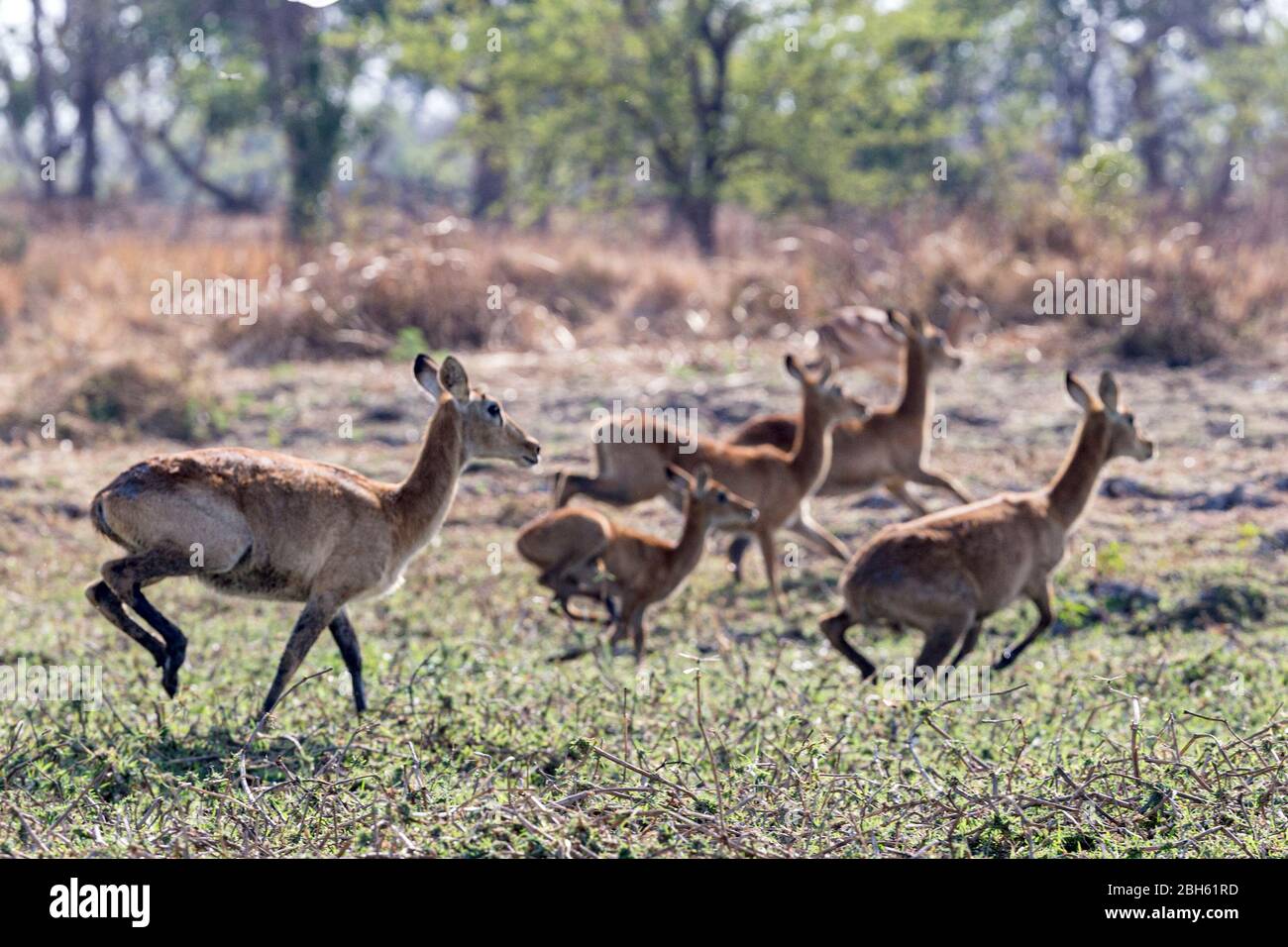 Donne e giovani running, Puku, fiume Kafue, Parco Nazionale di Kafue, Zambia, Africa Foto Stock