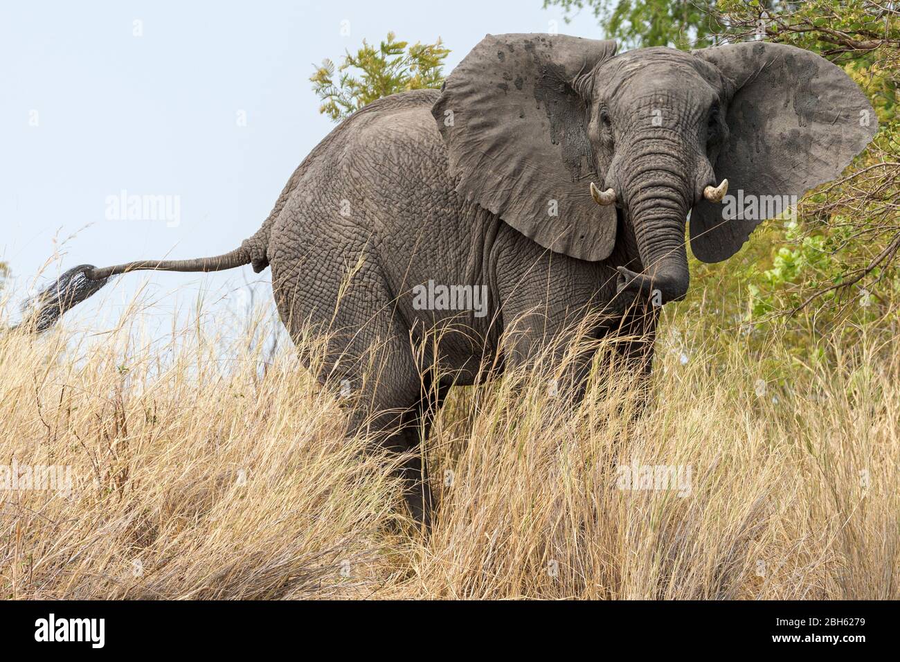 Elefante toro ci avverte con le orecchie flapping in avanti, fiume Kafue, Parco Nazionale di Kafue, Zambia, Africa Foto Stock