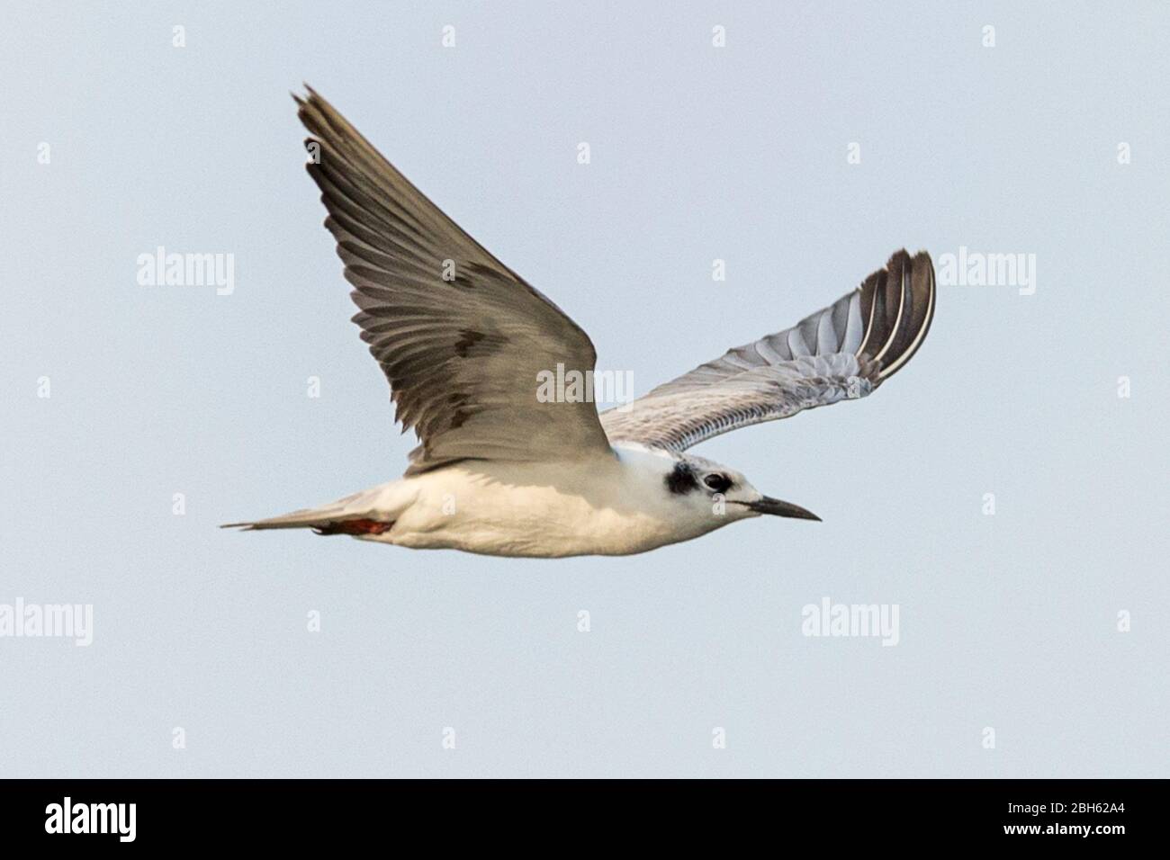 Tern bianco, Gingis alba, noto anche angelo tern, noddy bianco, fiume Kafue, Parco Nazionale di Kafue, Zambia, Africa Foto Stock