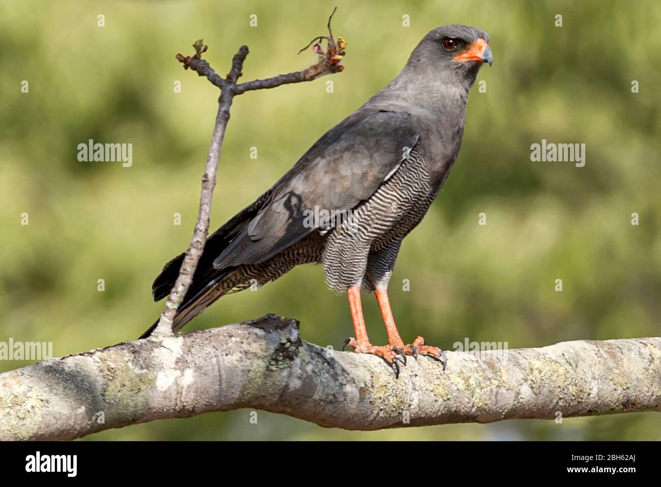 Dark Canting Goshawk, Melierax metabate, fiume Kafue, Parco Nazionale di Kafue, Zambia, Africa Foto Stock