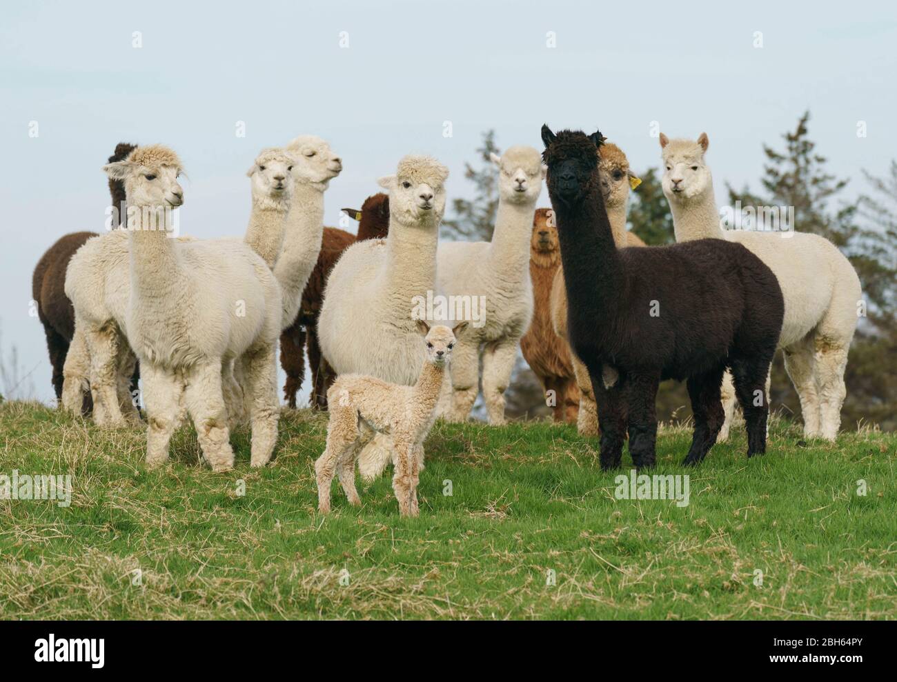 Contea di Wicklow, Irlanda. 23 aprile 2020. Un Alpaca di due giorni (conosciuto come una critica), rimane vicino al gregge nella fattoria K2 Alpaca di Joe Phelan nella contea di Wicklow, Irlanda. Le molecole nel sangue di Alpaca possono servire come utili terapie durante Covid-19 secondo i ricercatori del Vlaams Institute for Biotechnology di Gand. Gli anticorpi trovati nel sangue dei camelidi (cammelli, lama e alpaca) sono stati usati per la prima volta nella ricerca sull'HIV, e si sono dimostrati efficaci contro virus come MERS e SARS. Credit: fran veale/Alamy Live News Foto Stock