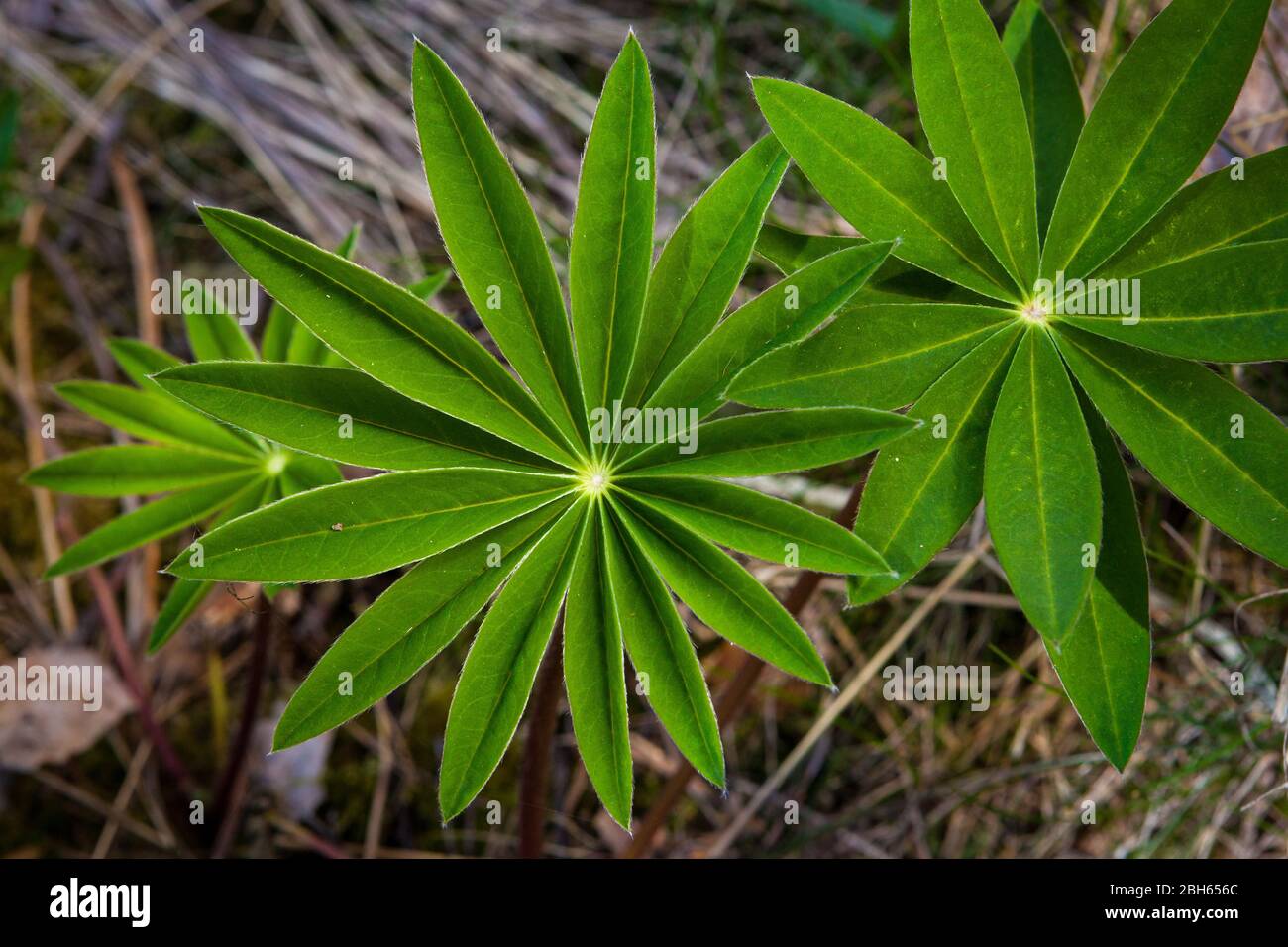 Lupinus polyphyllus, in una foresta vicino al lago Vansjø a Østfold, Norvegia. Foto Stock