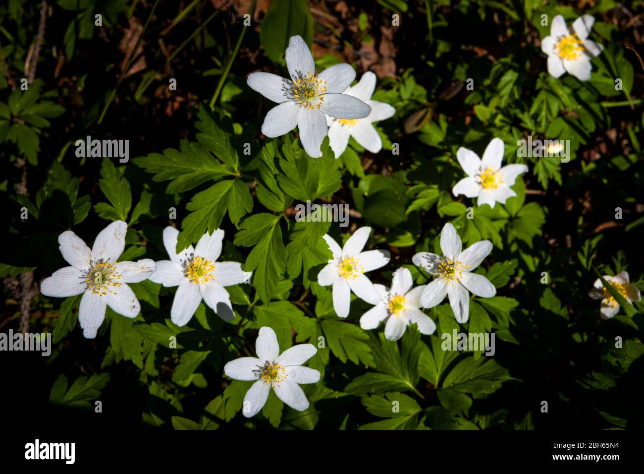 Un gruppo di carri di legno Anemone, Anemone nemorosa, in una foresta vicino al lago Vansjø a Østfold, Norvegia. Foto Stock