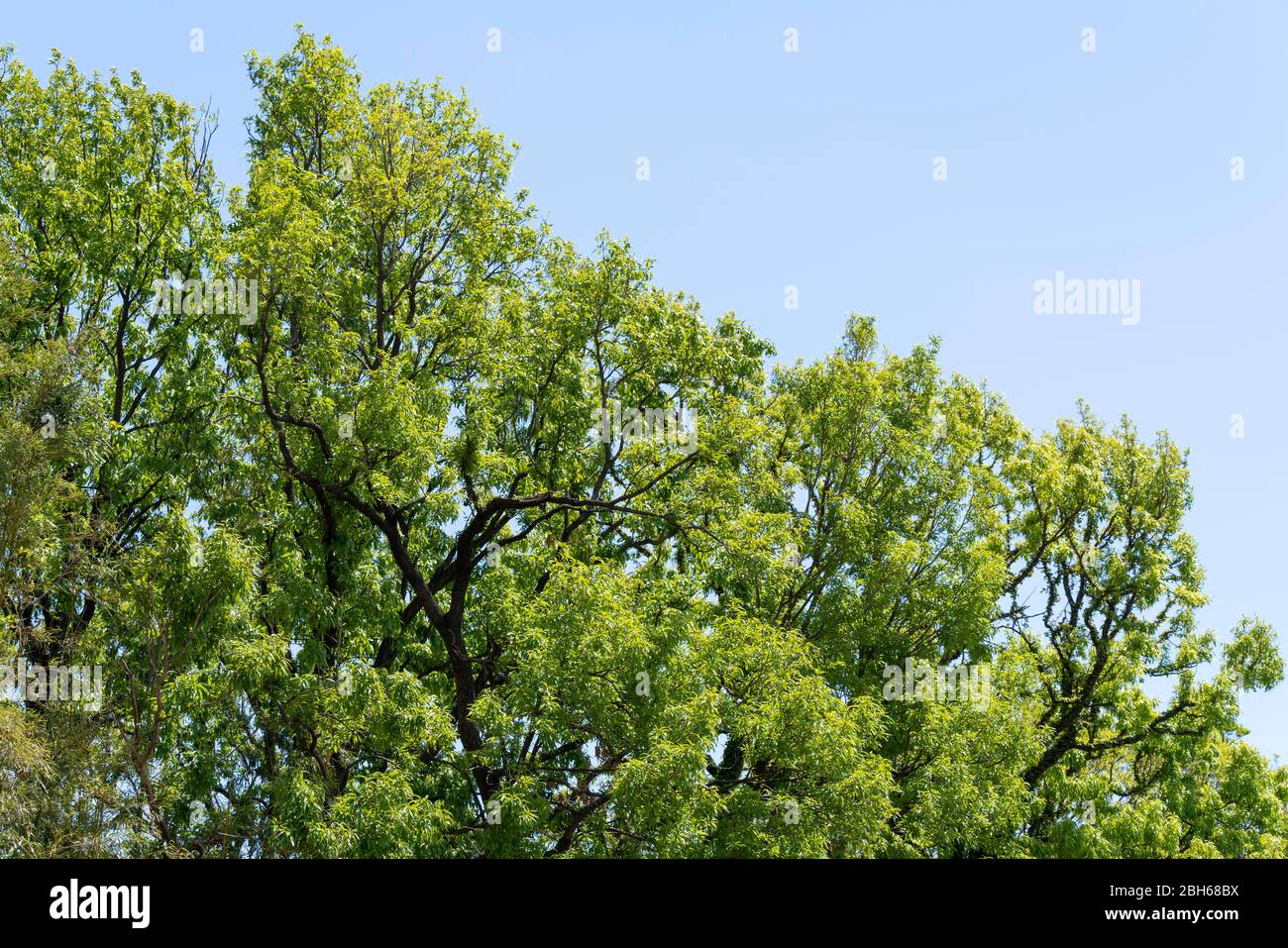 Quercia a dente di sega (Quercus acutissima) in primavera foglie verdi fresche, Isehara City, Prefettura di Kanagawa, Giappone Foto Stock