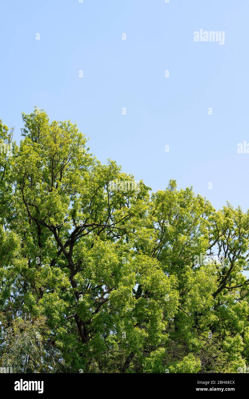 Quercia a dente di sega (Quercus acutissima) in primavera foglie verdi fresche, Isehara City, Prefettura di Kanagawa, Giappone Foto Stock