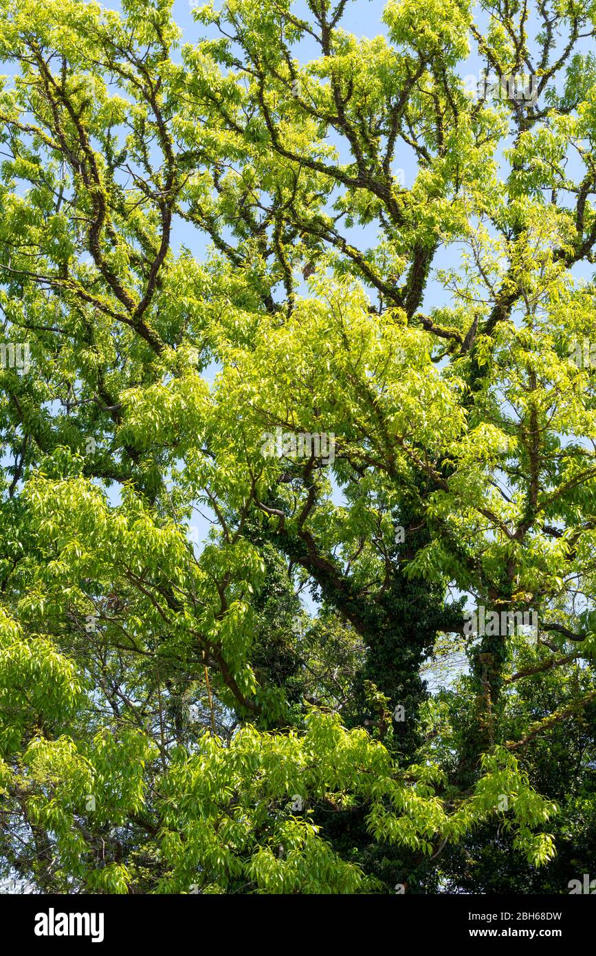Quercia a dente di sega (Quercus acutissima) in primavera foglie verdi fresche, Isehara City, Prefettura di Kanagawa, Giappone Foto Stock
