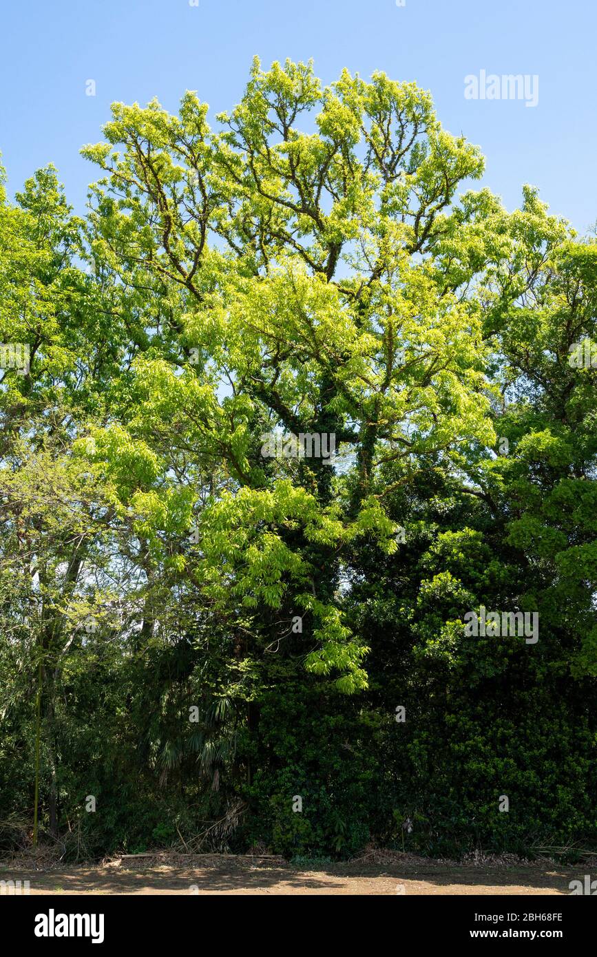Quercia a dente di sega (Quercus acutissima) in primavera foglie verdi fresche, Isehara City, Prefettura di Kanagawa, Giappone Foto Stock