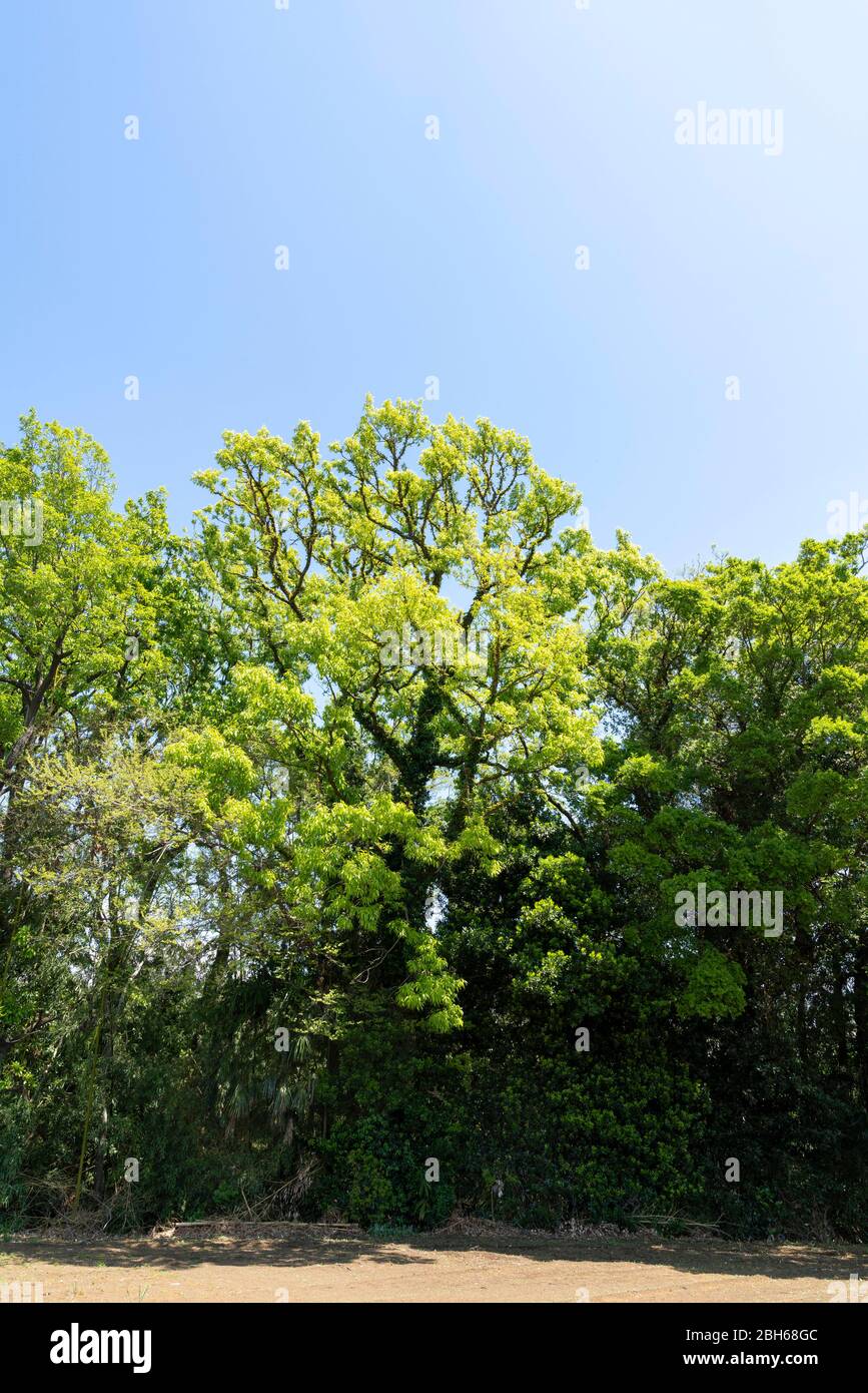 Quercia a dente di sega (Quercus acutissima) in primavera foglie verdi fresche, Isehara City, Prefettura di Kanagawa, Giappone Foto Stock