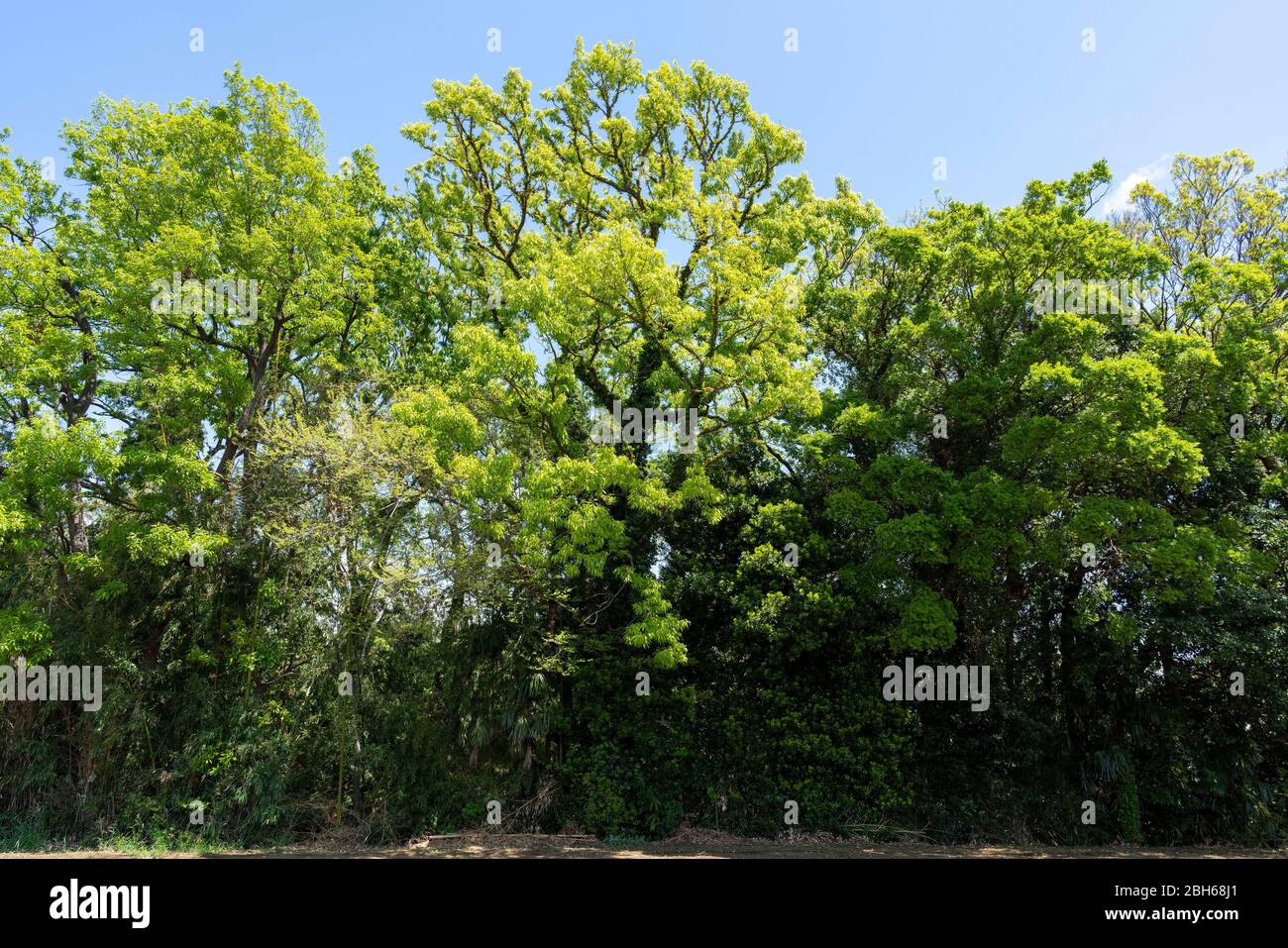 Quercia a dente di sega (Quercus acutissima) in primavera foglie verdi fresche, Isehara City, Prefettura di Kanagawa, Giappone Foto Stock