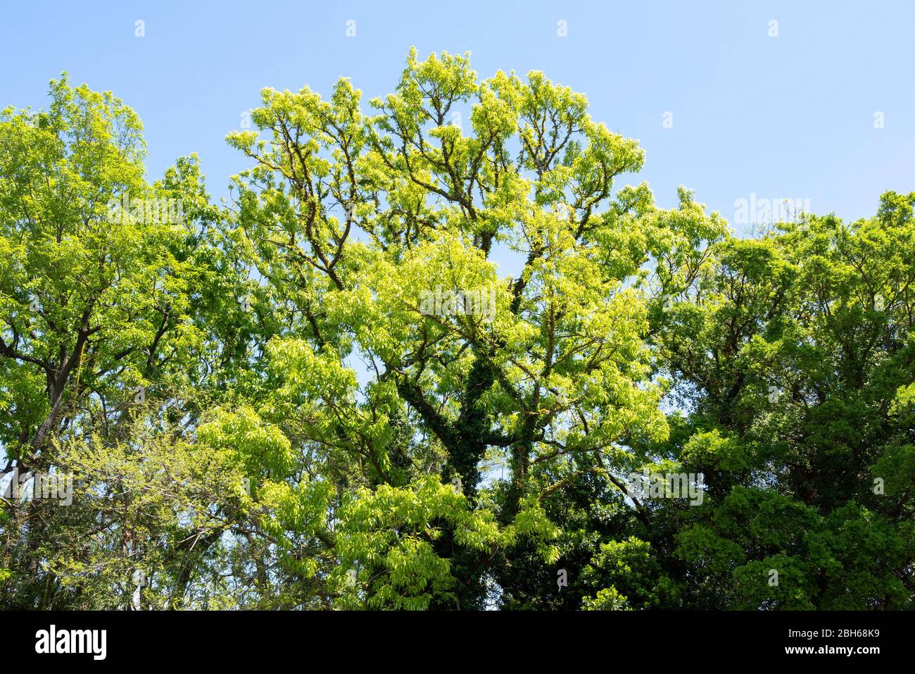 Quercia a dente di sega (Quercus acutissima) in primavera foglie verdi fresche, Isehara City, Prefettura di Kanagawa, Giappone Foto Stock