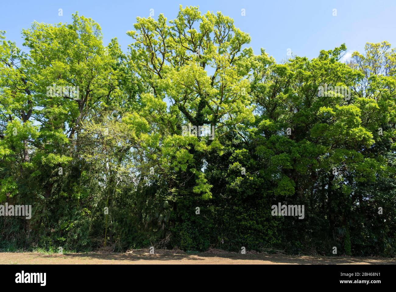 Quercia a dente di sega (Quercus acutissima) in primavera foglie verdi fresche, Isehara City, Prefettura di Kanagawa, Giappone Foto Stock