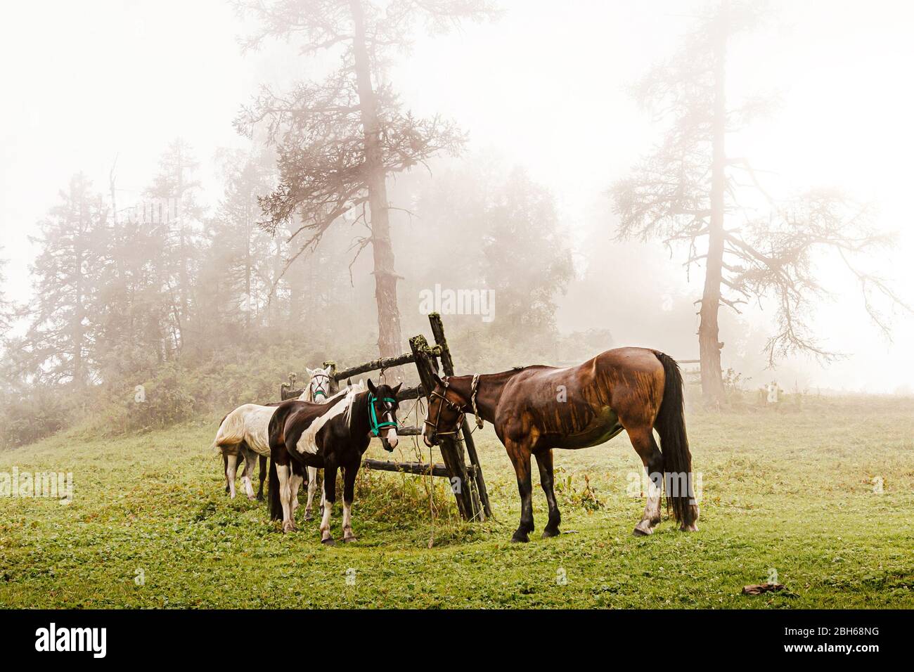cavalli altai al guinzaglio al mattino foggy a stop Foto Stock