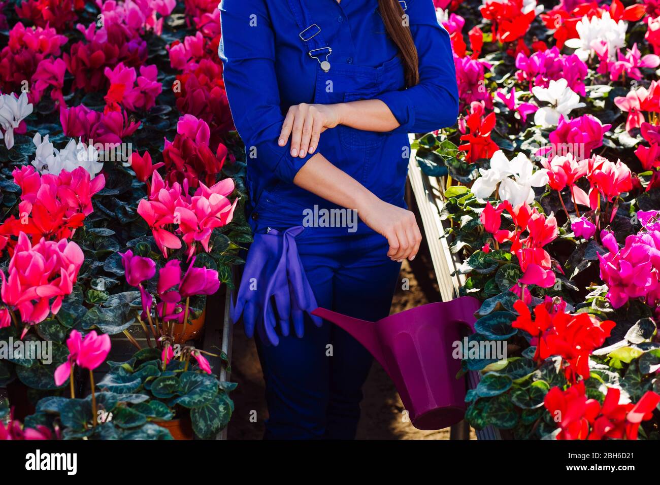 il giardiniere femminile lavora in una serra, arrotolando le sue maniche. Fiori domestici crescenti Foto Stock