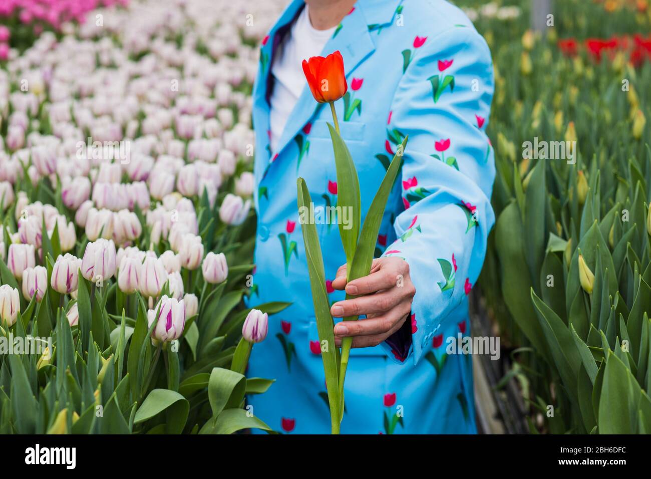 La mano maschile dà un tulipano rosso, primo piano, in piedi in una serra con un sacco di tulipani. Foto Stock