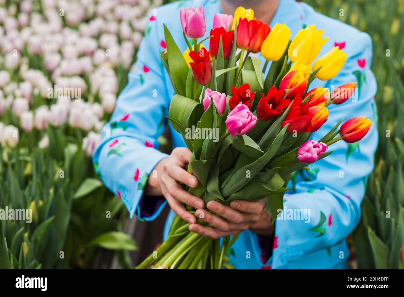 La mano maschile dà un mazzo di fiori, primo piano, in piedi in una serra con un sacco di tulipani. Foto Stock