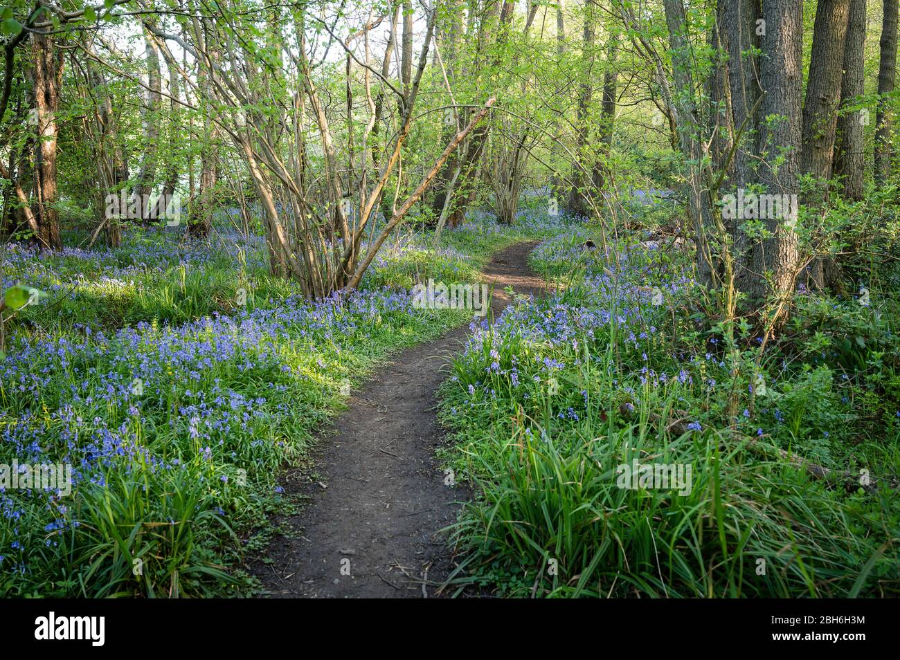 Percorso che si snoda attraverso il bosco di Bluebell, Kent, aprile 2020 Foto Stock