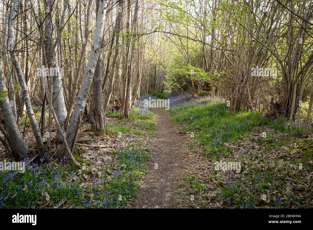 Percorso che si snoda attraverso il bosco di Bluebell, Kent, aprile 2020 Foto Stock