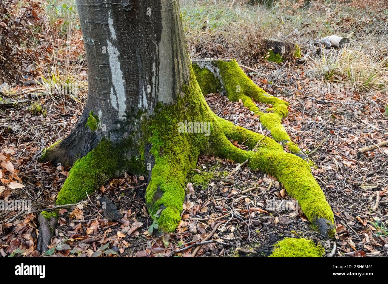 Piante di muschio, Bryophita, su un tronco di albero nella foresta in Renania-Palatinato, Germania, Europa occidentale Foto Stock