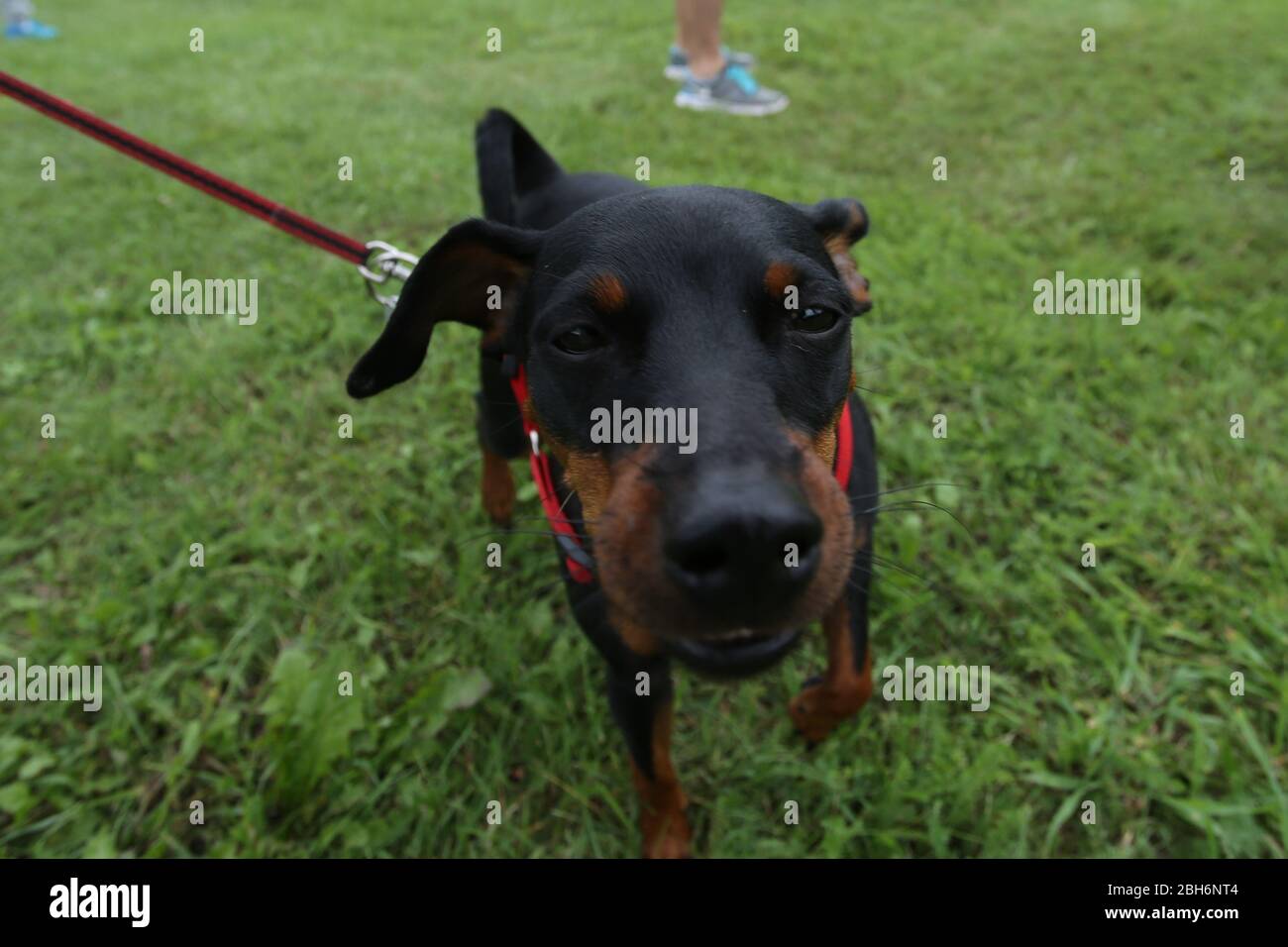 Passeggiate in un parco con piccolo dachshund nero. Badger-cane su un guinzaglio Foto Stock