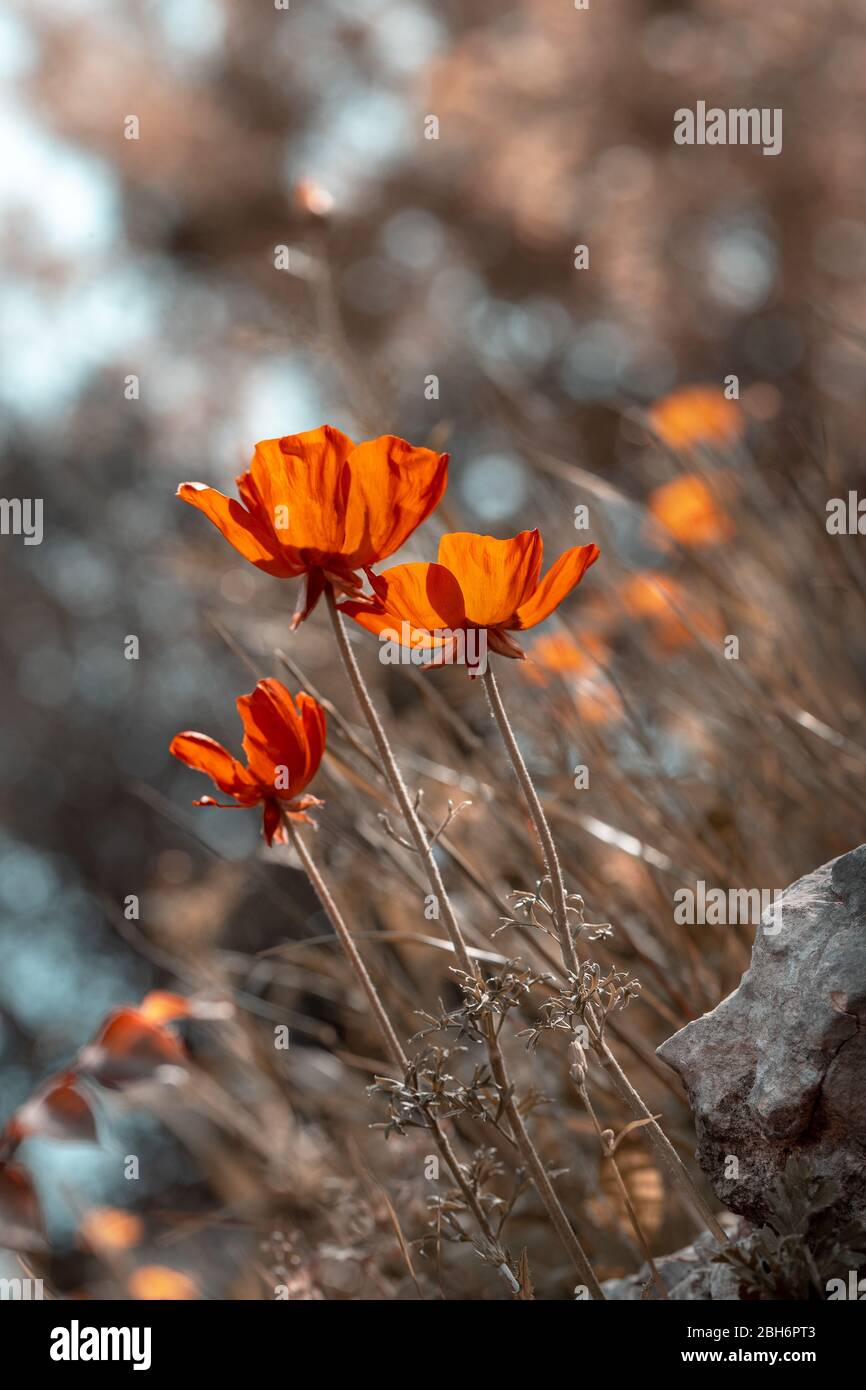 Grunge stile foto di un papavero fiori in crescita sul campo, incolto dolce fiori rossi, natura selvaggia di una campagna, bella foto floreale Foto Stock