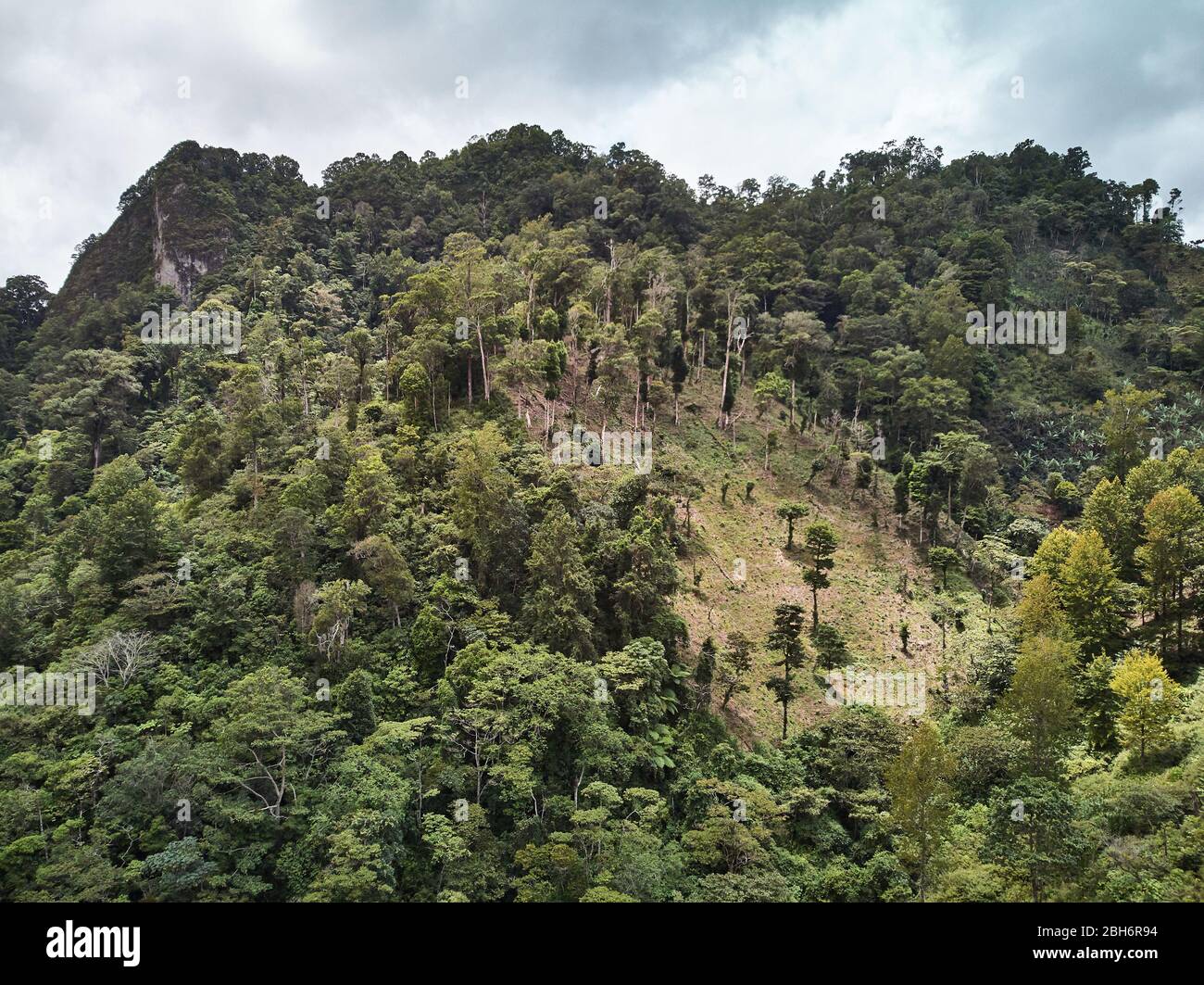 Albero di taglio su montagna per scopi agricoli Foto Stock