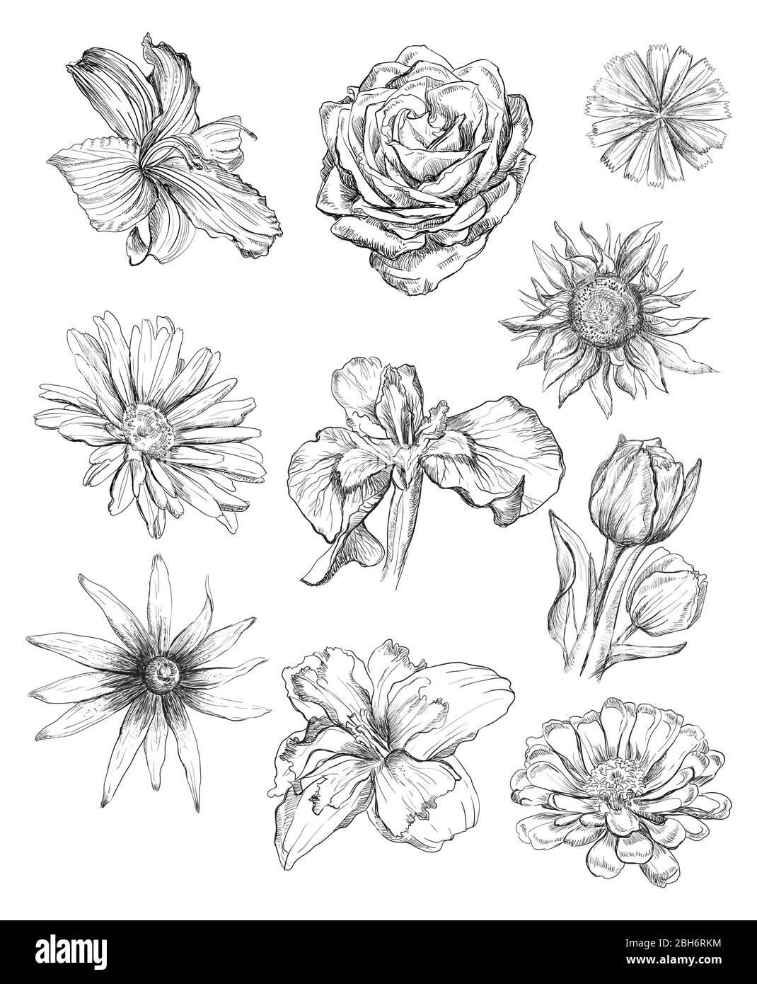 Set di fiori per disegno manuale. Illustrazione di uno schizzo vettoriale monocromatico di fiori di colore nero isolati su sfondo bianco. Elema di disegno floreale di sommer Illustrazione Vettoriale