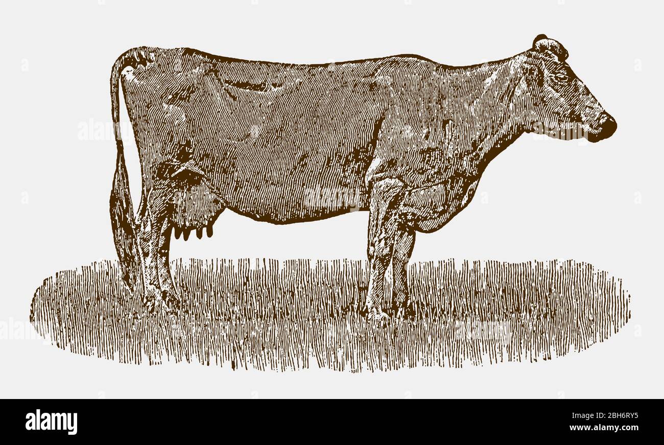 Mucca di una razza storica di bovini da latte del 19 ° secolo in vista laterale Illustrazione Vettoriale