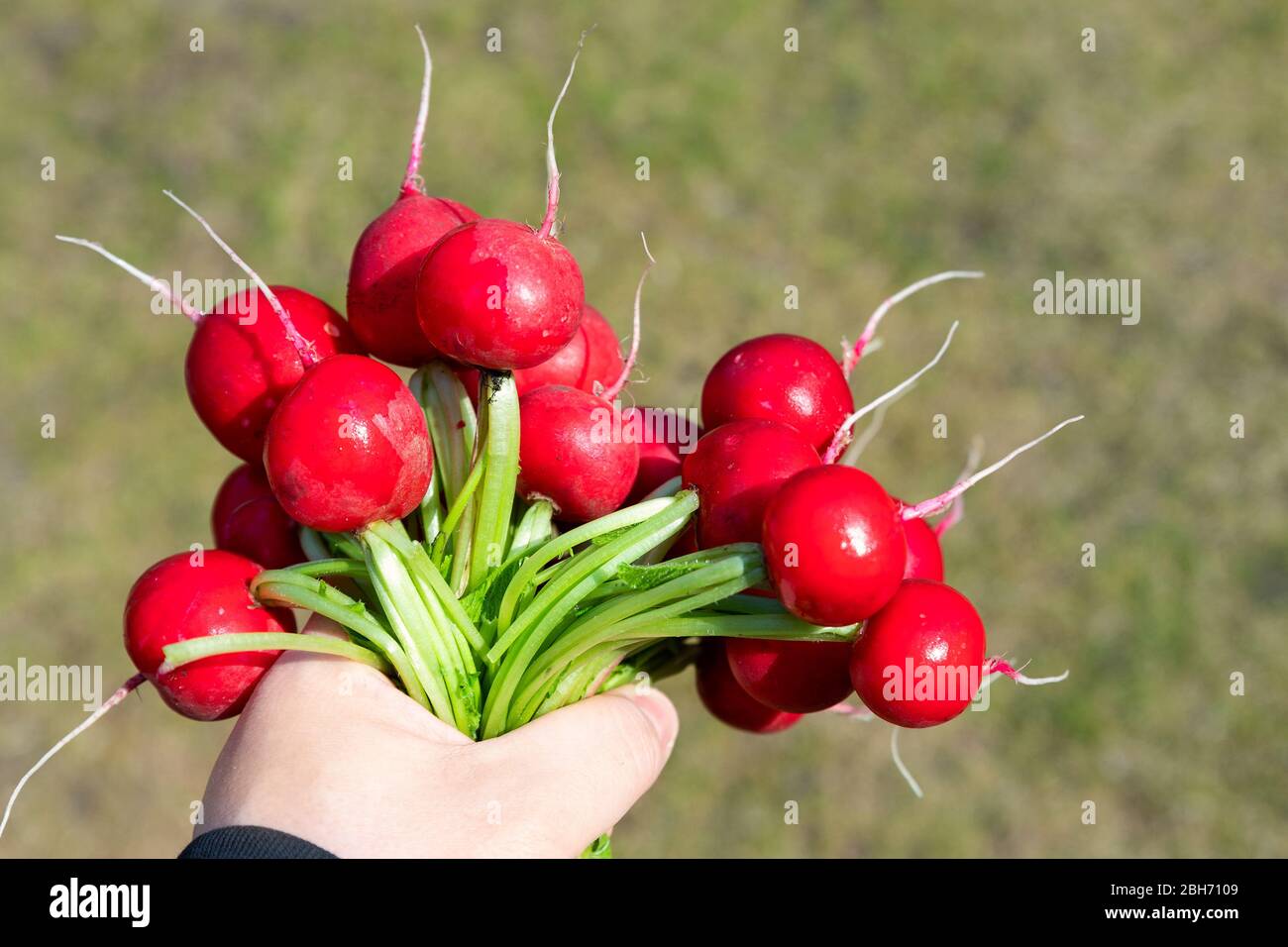 Closeup maschio contadino locale mano tenendo fresco maturo gustoso bio biologico grande mazzo di ravanello rosso appena raccolto dal letto del giardino sulla primavera luminosa o estate soleggiata Foto Stock