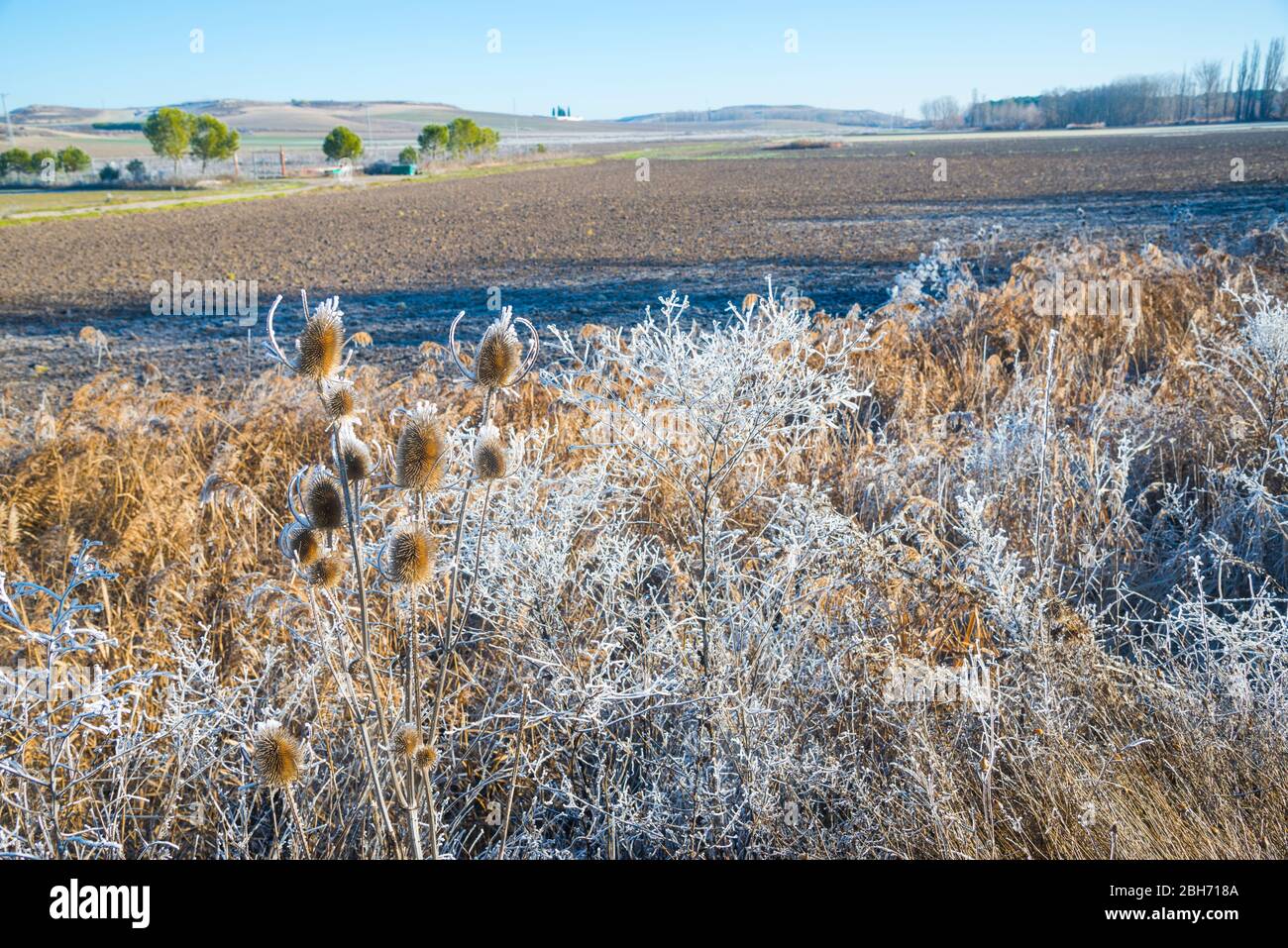 Campo frosty. Cuellar, provincia di Segovia, Castilla Leon, Spagna. Foto Stock