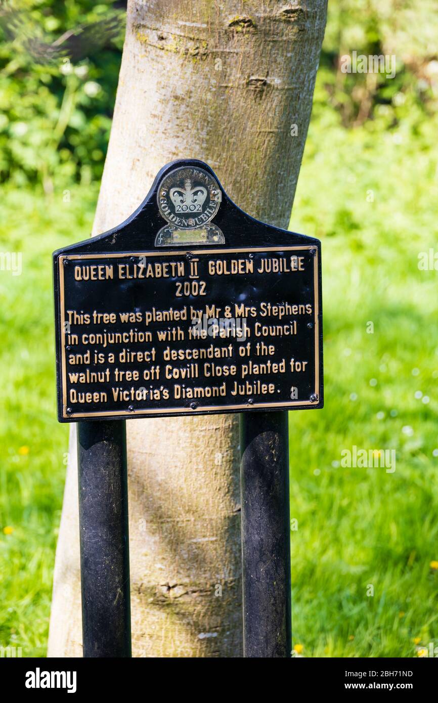Albero di noce piantato in riconoscimento della regina Elisabetta II Golden Jubilee 2002, Great Gonerby, Grantham, Lincolnshire, Inghilterra. L'albero è un des diretto Foto Stock