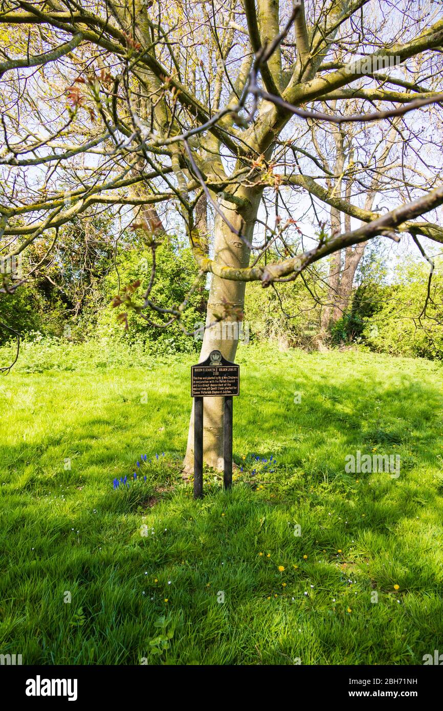 Albero di noce piantato in riconoscimento della regina Elisabetta II Golden Jubilee 2002, Great Gonerby, Grantham, Lincolnshire, Inghilterra. L'albero è un des diretto Foto Stock