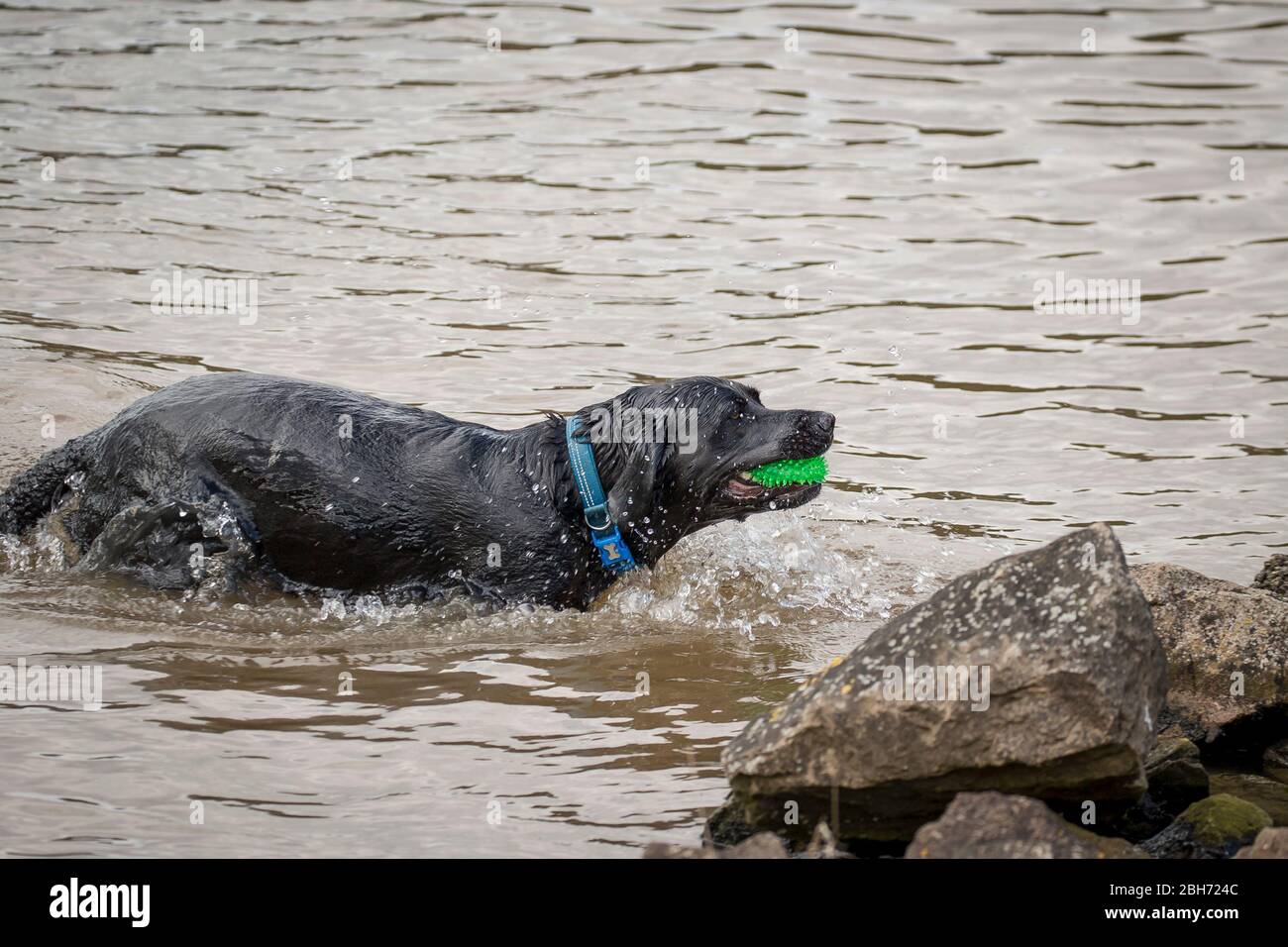 Primo piano di cane nero isolato nuoto in acqua per recuperare il giocattolo cane, Regno Unito. Foto Stock