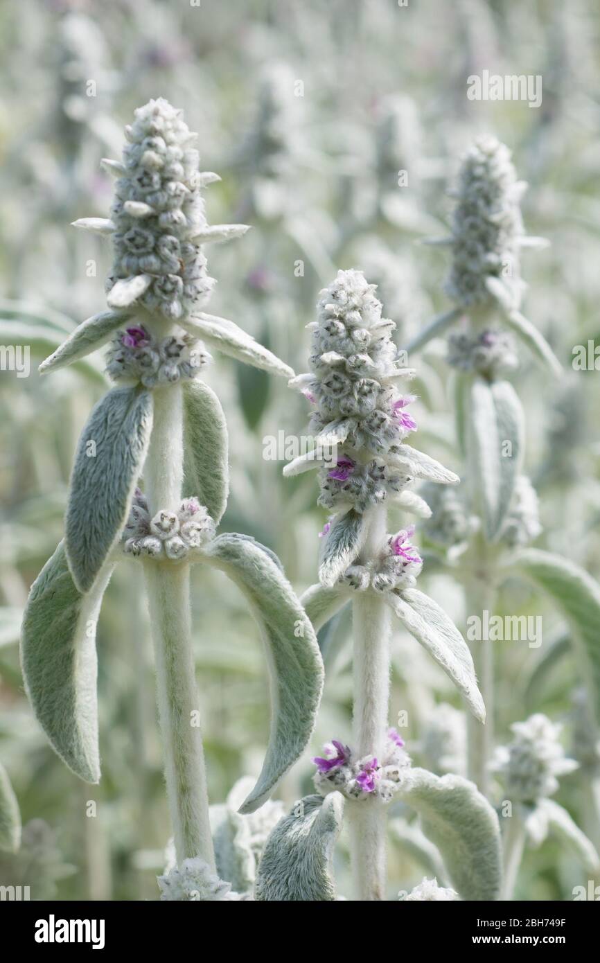 Primo piano di Flower Stachys byzantina Foto Stock