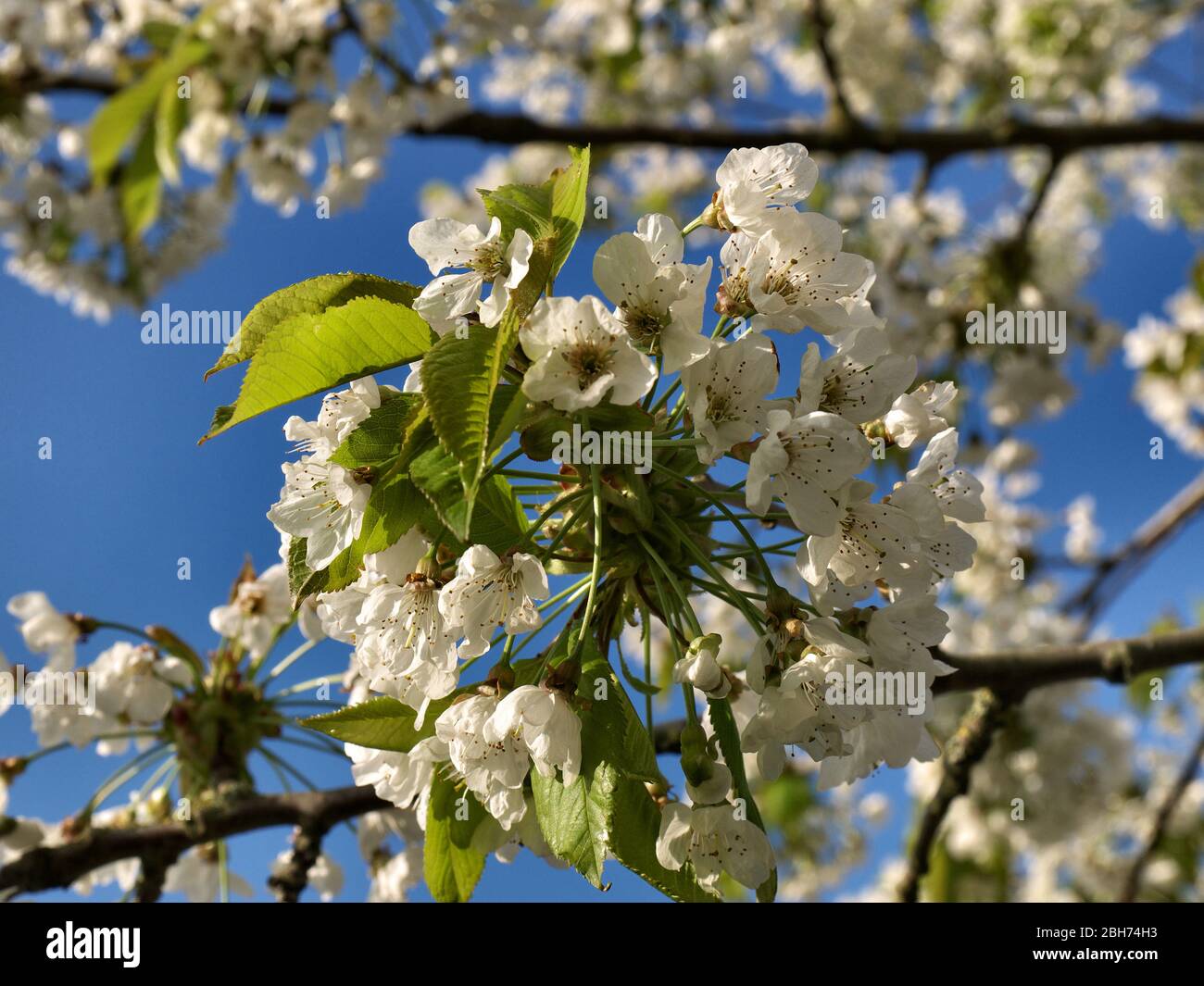 Ciliegio in piena fioritura. Foto Stock