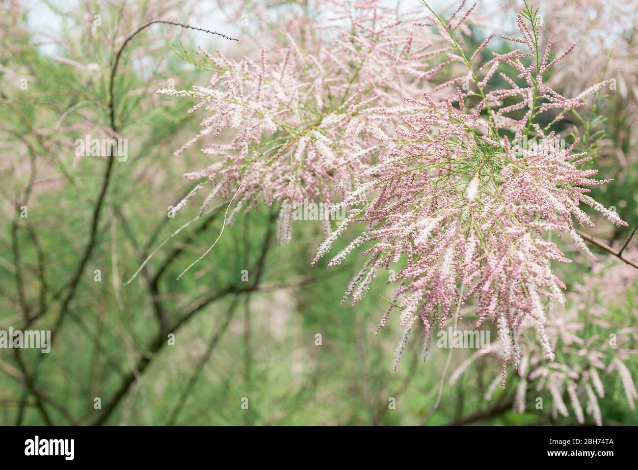 Tamarisco fiore. Tetrandra Tamarix nel Giardino Foto Stock