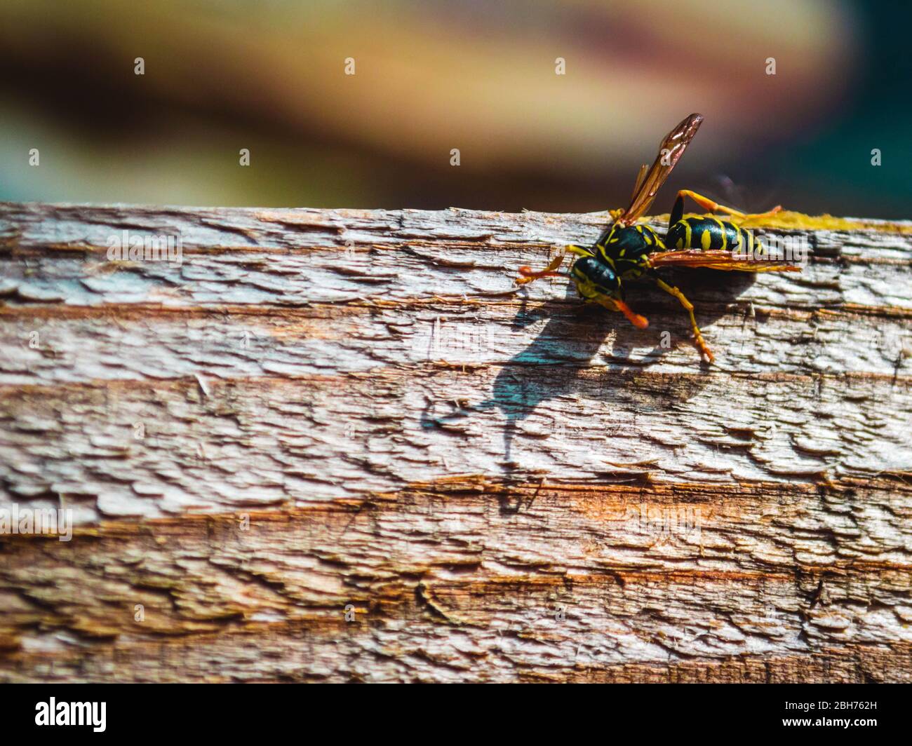 wasps dopo l'inverno Foto Stock