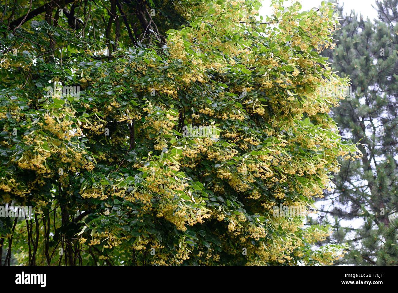 Fiori di albero di Linden Foto Stock